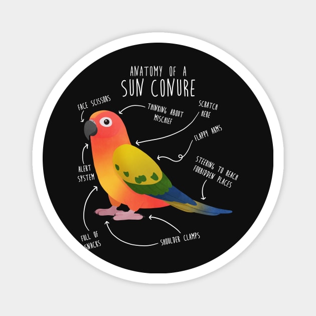 Sun Conure Parrot Anatomy Magnet by Psitta